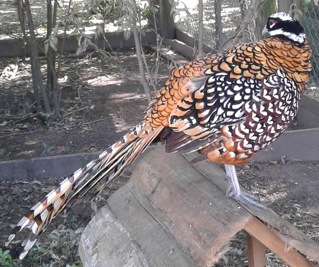 Bażant królewski (Syrmaticus reevesii)