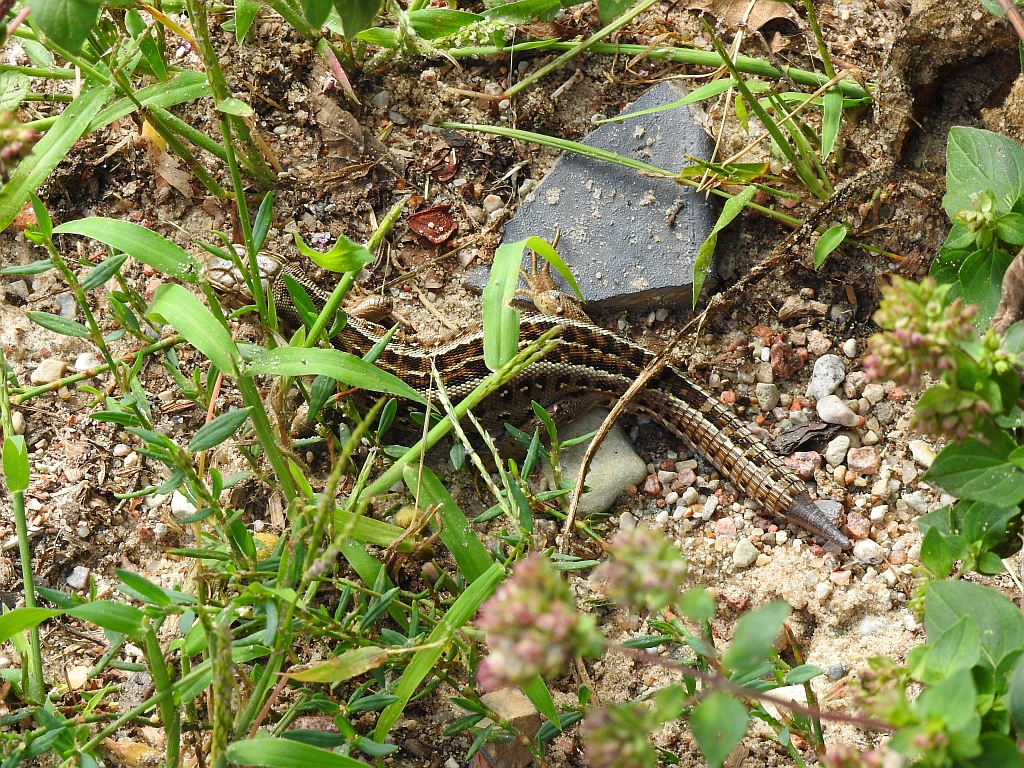 Jaszczurka zwinka (Lacerta agilis)