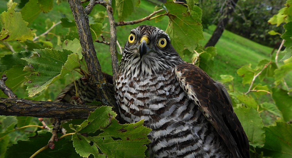 Krogulec zwyczajny, krogulec, jastrząb wróblarz (Accipiter nisus)