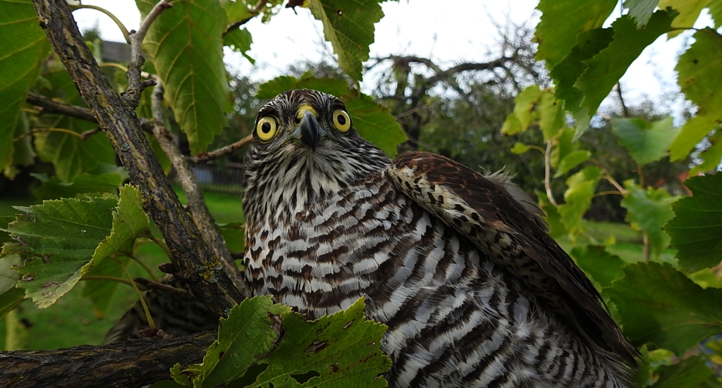 Krogulec zwyczajny, krogulec, jastrząb wróblarz (Accipiter nisus)