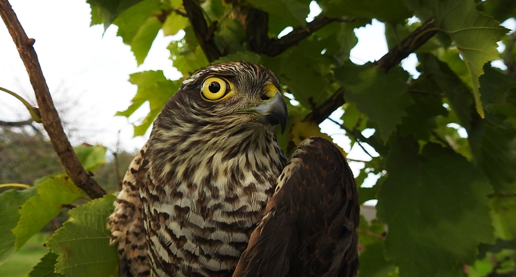 Krogulec zwyczajny, krogulec, jastrząb wróblarz (Accipiter nisus)