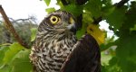 Krogulec zwyczajny, krogulec, jastrząb wróblarz (Accipiter nisus)