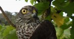 Krogulec zwyczajny, krogulec, jastrząb wróblarz (Accipiter nisus)