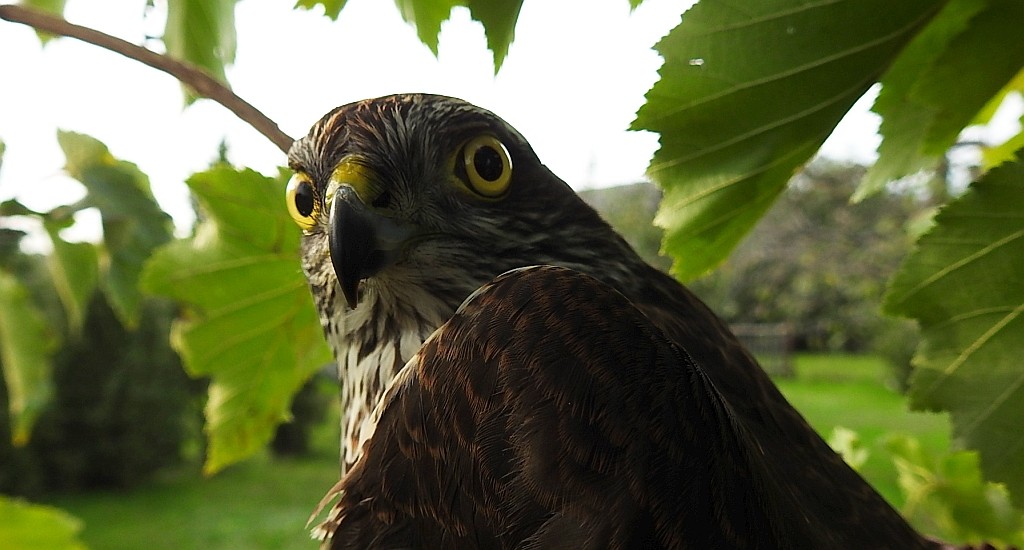 Krogulec zwyczajny, krogulec, jastrząb wróblarz (Accipiter nisus)