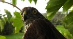 Krogulec zwyczajny, krogulec, jastrząb wróblarz (Accipiter nisus)
