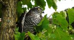Krogulec zwyczajny, krogulec, jastrząb wróblarz (Accipiter nisus)