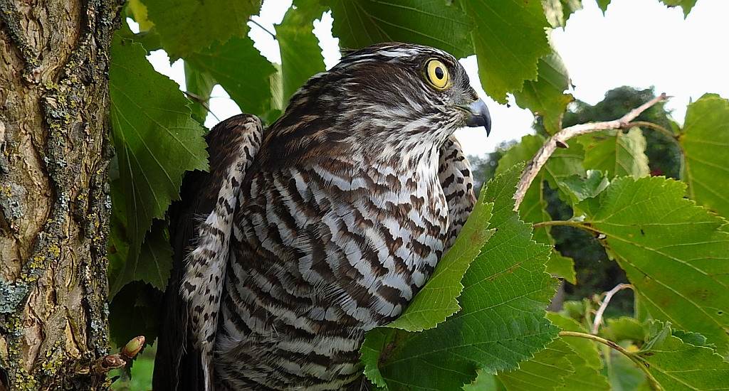 Krogulec zwyczajny, krogulec, jastrząb wróblarz (Accipiter nisus)