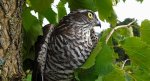 Krogulec zwyczajny, krogulec, jastrząb wróblarz (Accipiter nisus)