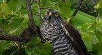 Krogulec zwyczajny, krogulec, jastrząb wróblarz (Accipiter nisus)