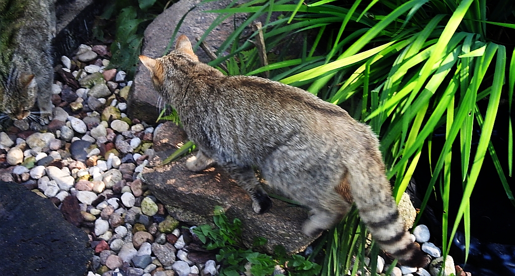 Żbik europejski, żbik (Felis silvestris)