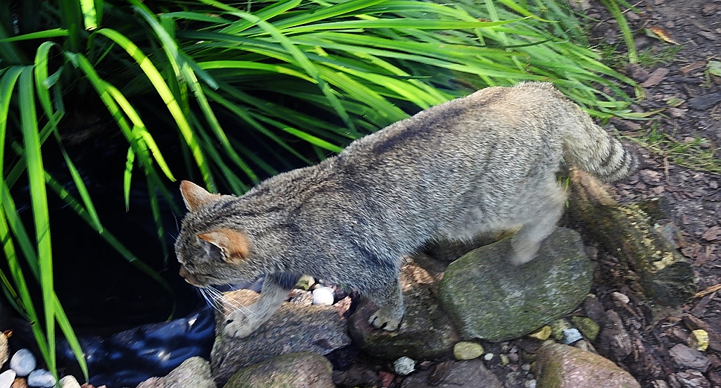 Żbik europejski, żbik (Felis silvestris)