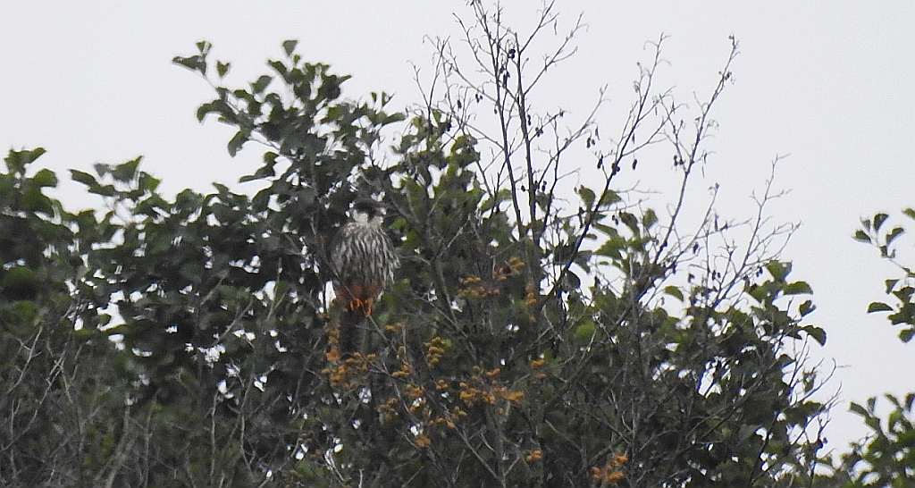 Kobuz, sokół kobuz, sokół leśny, sokolik drzewiec (Falco subbuteo)