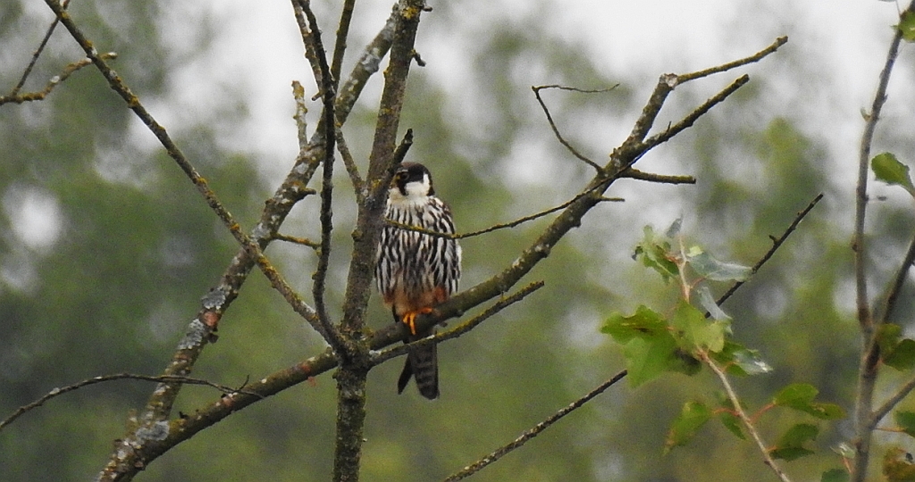 Kobuz, sokół kobuz, sokół leśny, sokolik drzewiec (Falco subbuteo)