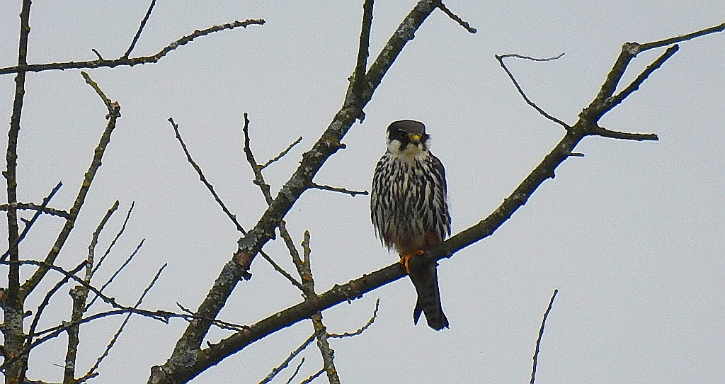 Kobuz, sokół kobuz, sokół leśny, sokolik drzewiec (Falco subbuteo)
