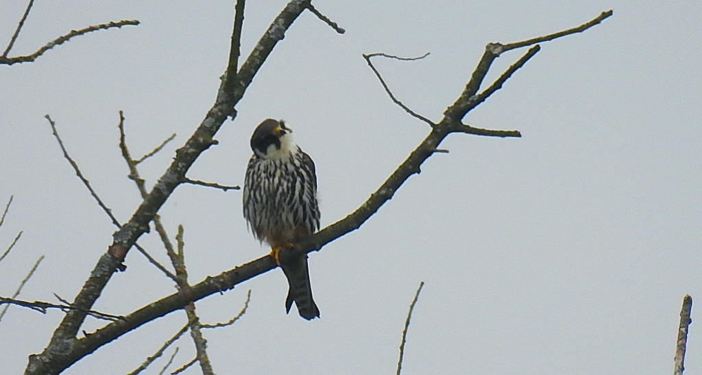 Kobuz, sokół kobuz, sokół leśny, sokolik drzewiec (Falco subbuteo)