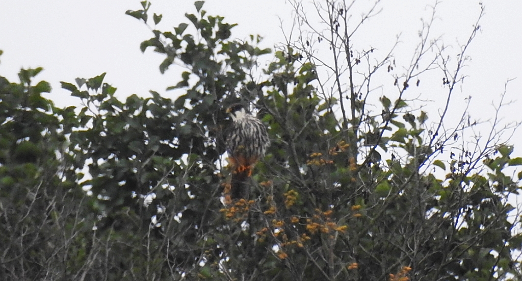 Kobuz, sokół kobuz, sokół leśny, sokolik drzewiec (Falco subbuteo)