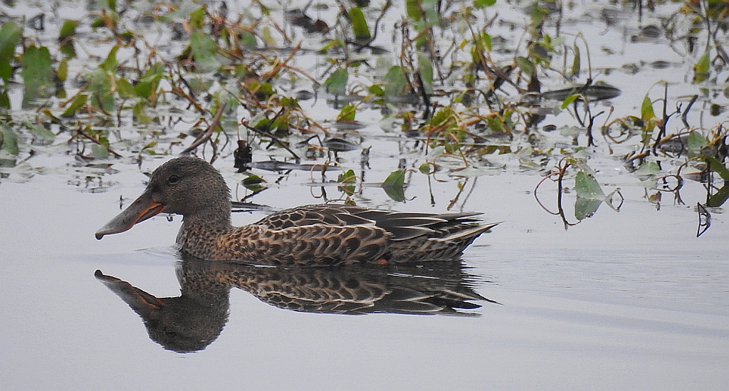 Płaskonos zwyczajny, płaskonos (Spatula clypeata)