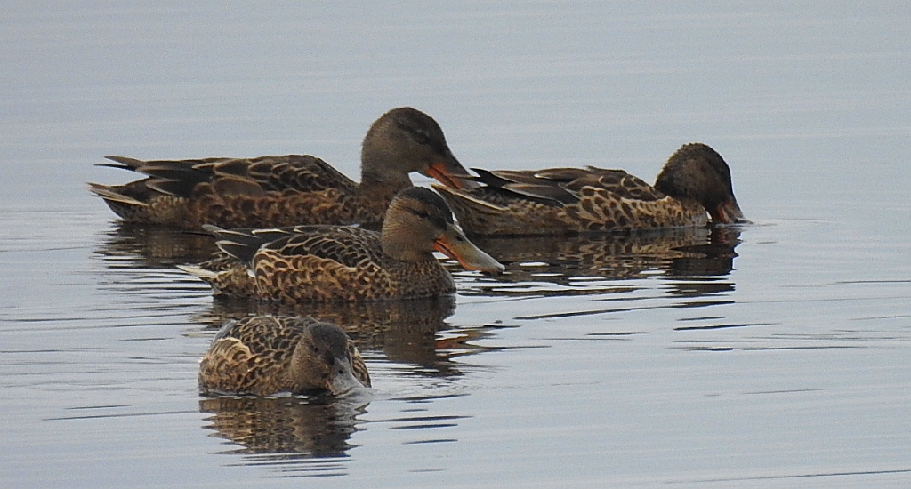 Płaskonos zwyczajny, płaskonos (Spatula clypeata)