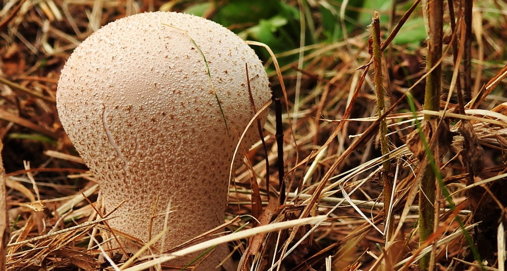 Purchawka oczkowata (Lycoperdon utriforme)