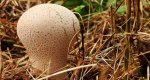 Purchawka oczkowata (Lycoperdon utriforme)