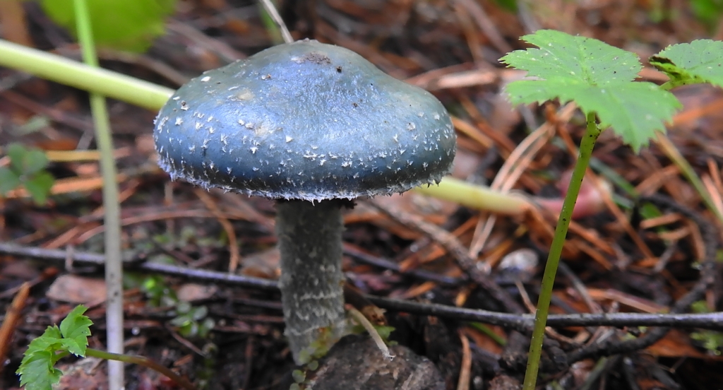 Łysiczka niebieskawa (Stropharia caerulea)