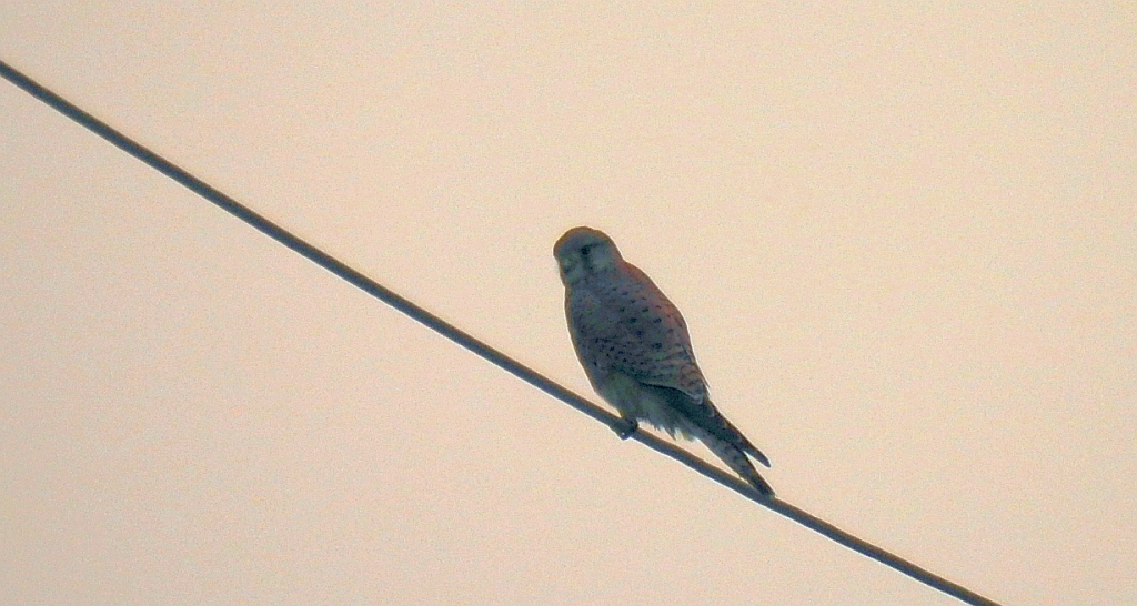 Pustułka (Falco tinnunculus)