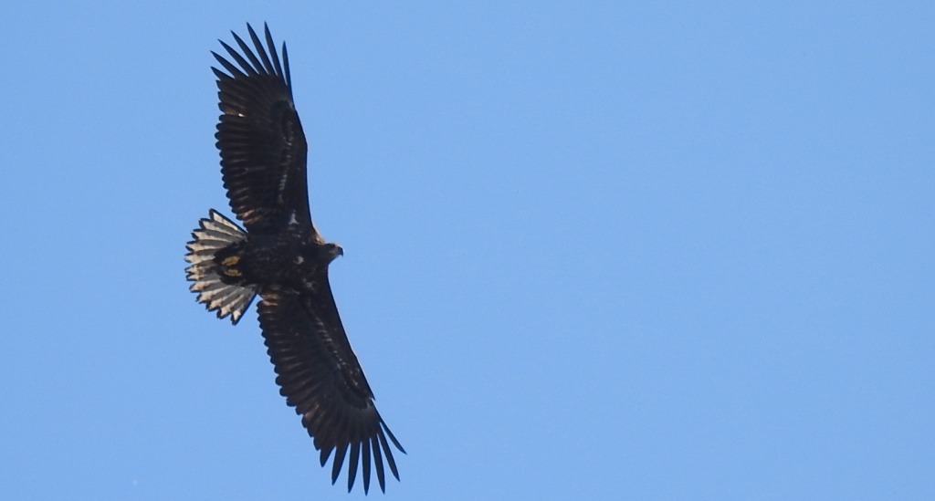Bielik zwyczajny, bielik (Haliaeetus albicilla)