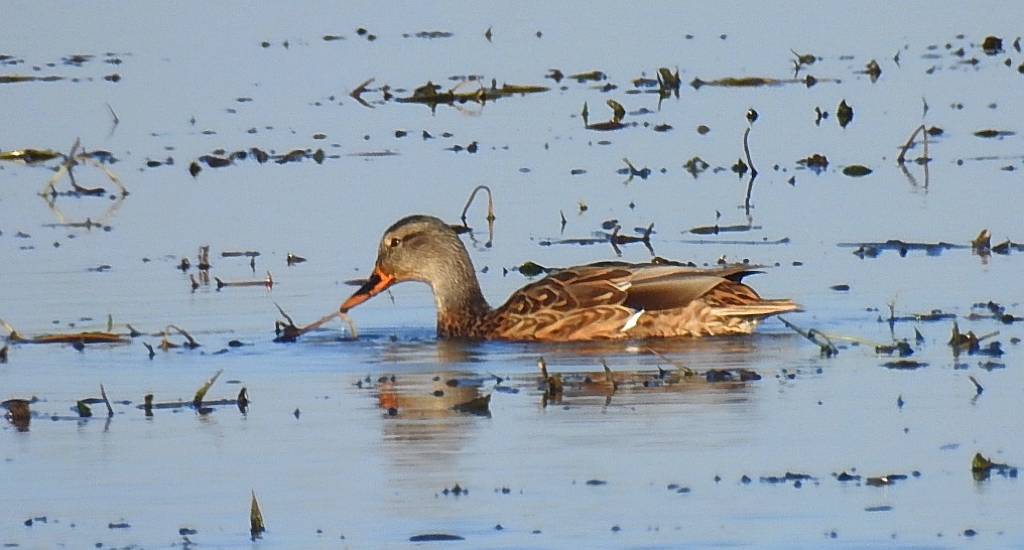 Krakwa (Anas strepera)