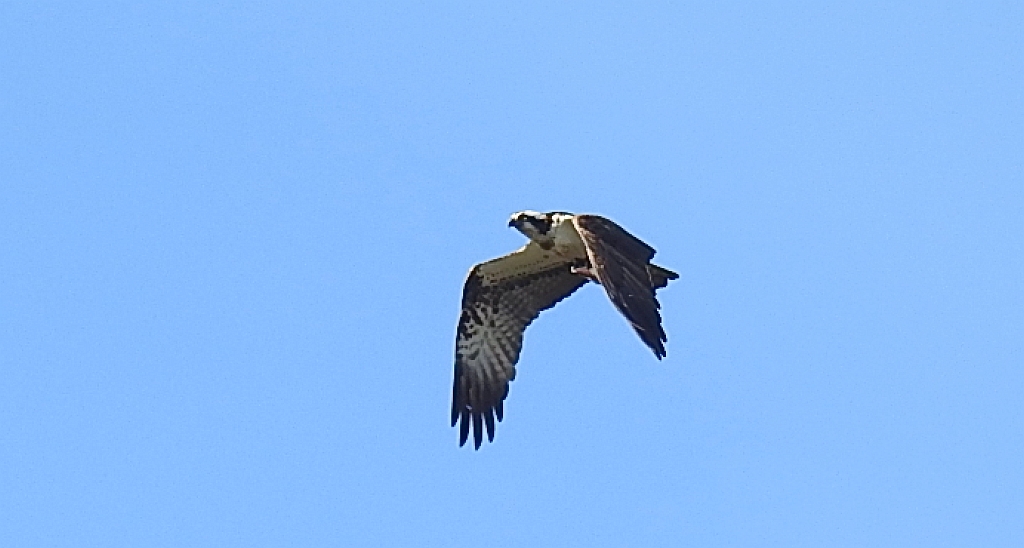 Rybołów (Pandion haliaetus)