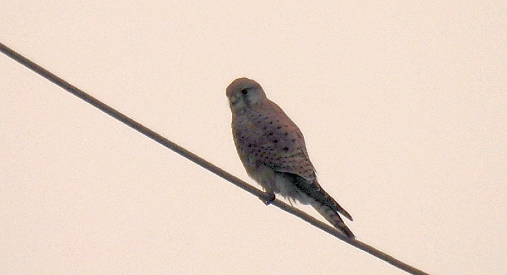 Pustułka (Falco tinnunculus)