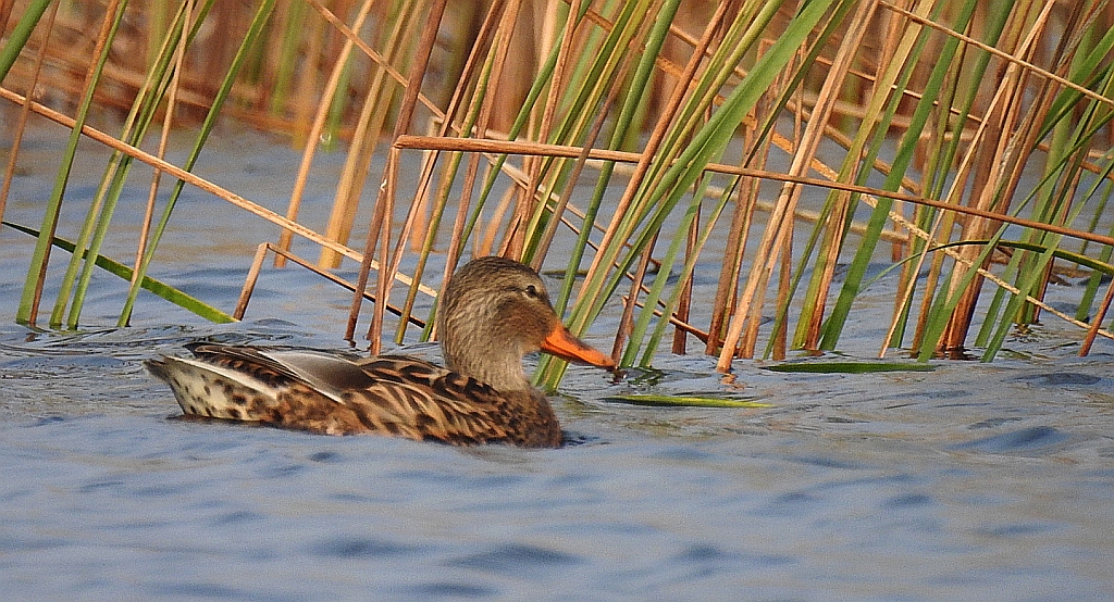 Krakwa (Anas strepera)