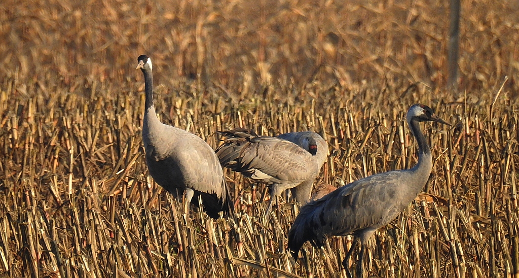Żuraw zwyczajny, żuraw, żuraw popielaty, żuraw szary (Grus grus)