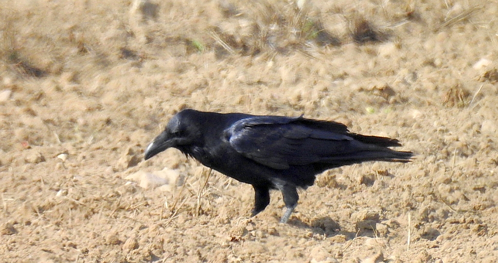 Kruk zwyczajny, kruk (Corvus corax)