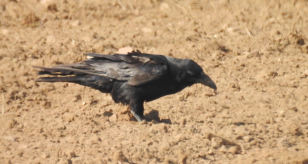 Kruk zwyczajny, kruk (Corvus corax)