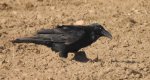 Kruk zwyczajny, kruk (Corvus corax)