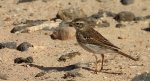 Świergotek kanaryjski (Anthus berthelotti)