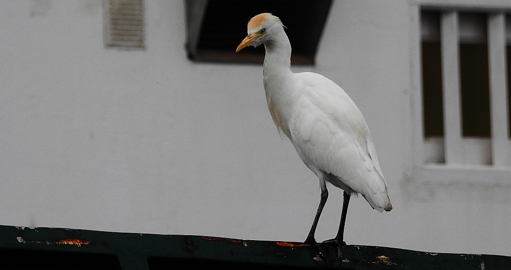 Czapla złotawa, czapelka złotawa (Bubulcus ibis)