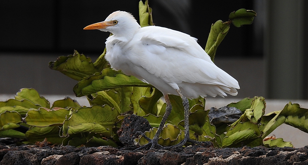 Czapla złotawa, czapelka złotawa (Bubulcus ibis)