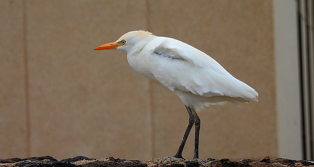 Czapla złotawa, czapelka złotawa (Bubulcus ibis)