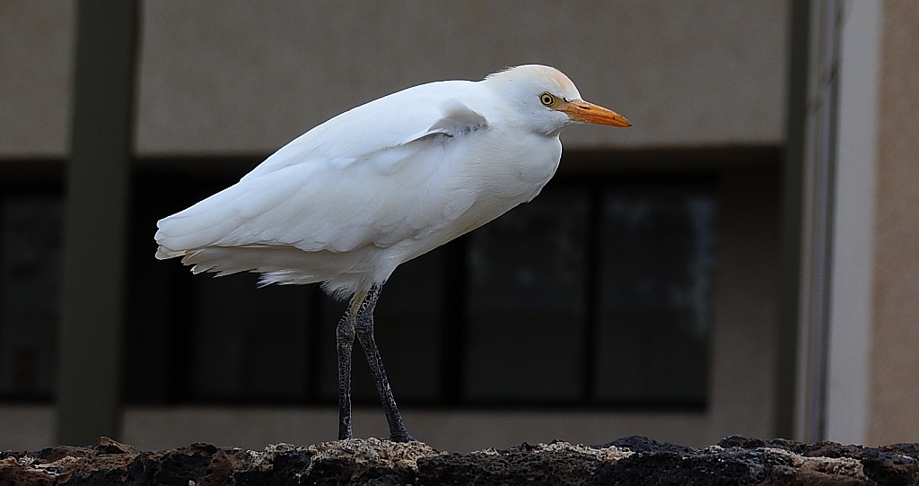 Czapla złotawa, czapelka złotawa (Bubulcus ibis)