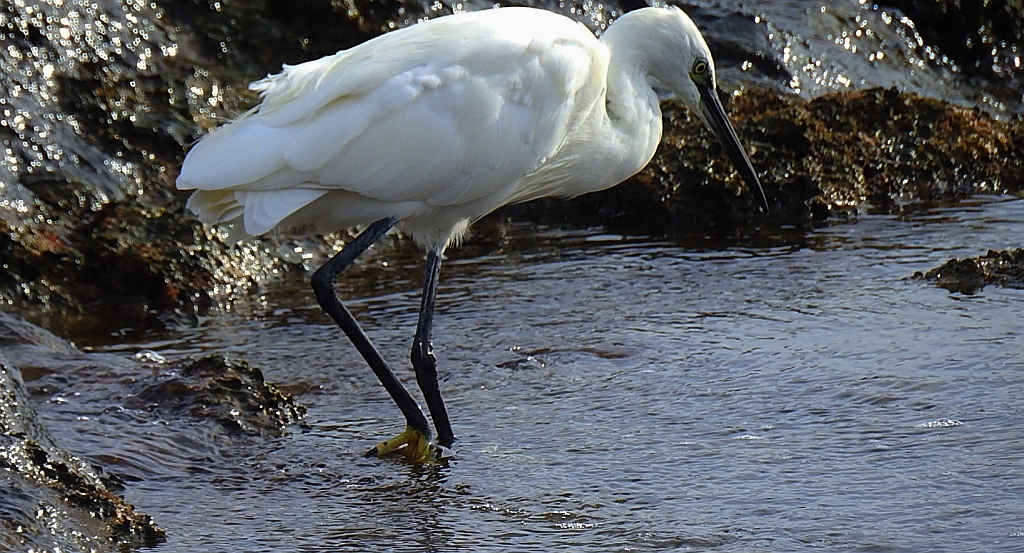Czapla nadobna (Egretta garzetta)
