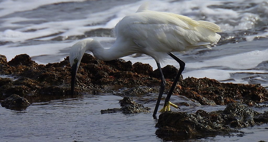 Czapla nadobna (Egretta garzetta)