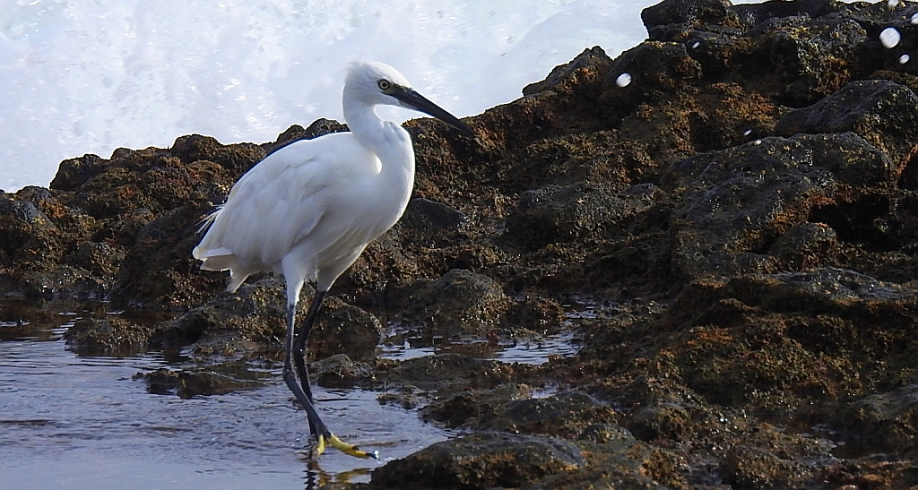 Czapla nadobna (Egretta garzetta)
