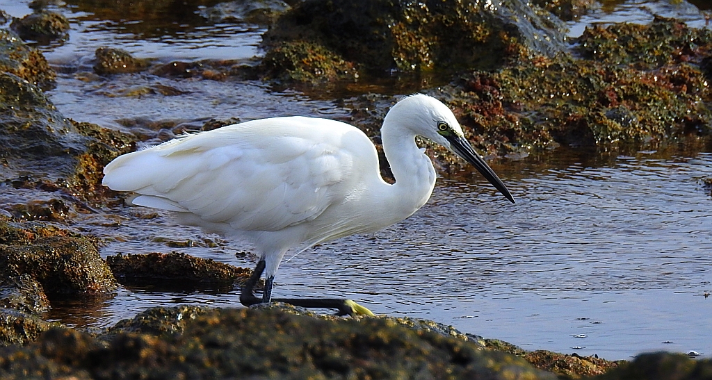 Czapla nadobna (Egretta garzetta)