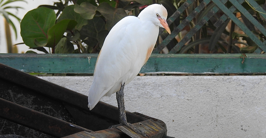 Czapla złotawa, czapelka złotawa (Bubulcus ibis)