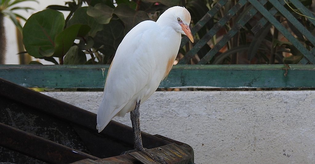 Czapla złotawa, czapelka złotawa (Bubulcus ibis)
