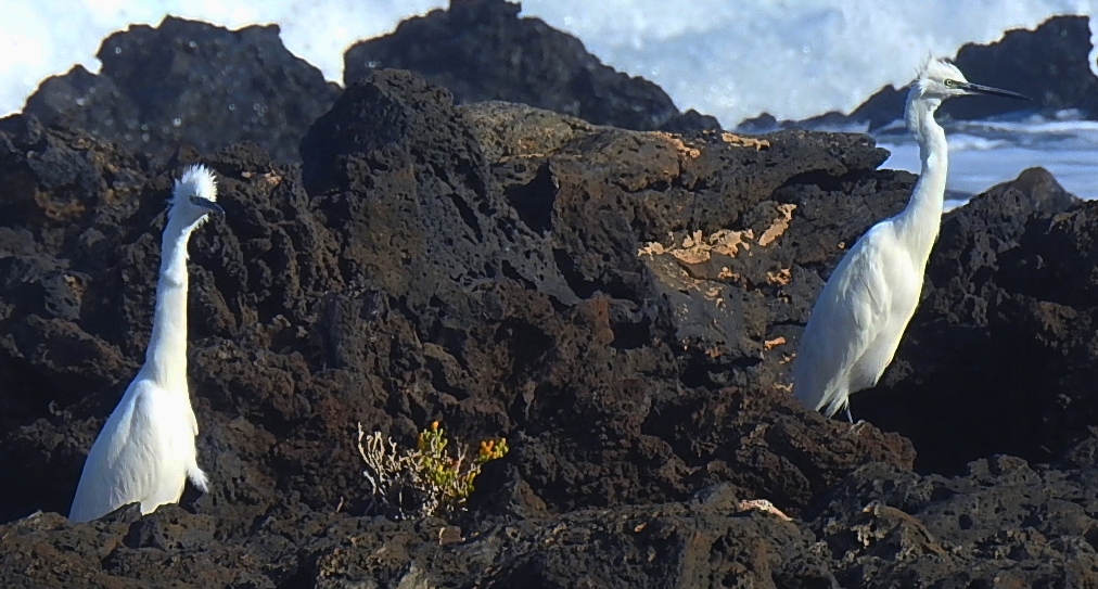 Czapla nadobna (Egretta garzetta)
