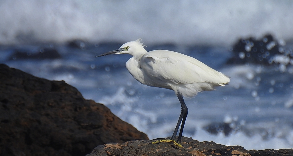 Czapla nadobna (Egretta garzetta)