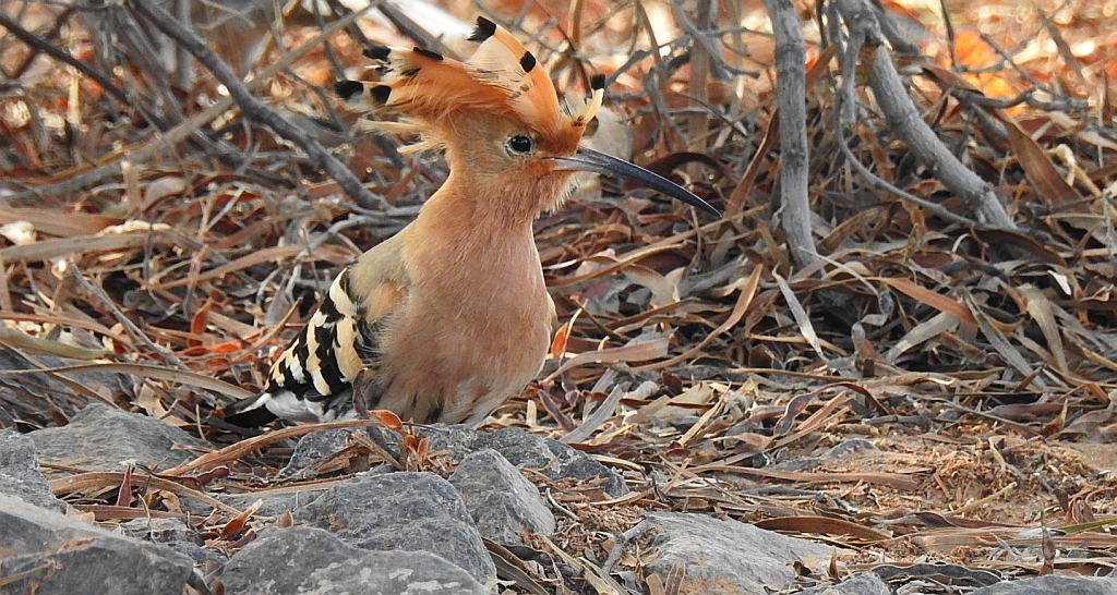 Dudek, dudek zwyczajny (Upupa epops)