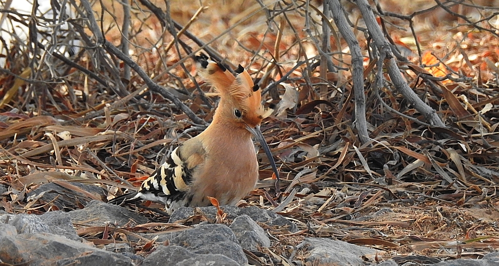 Dudek, dudek zwyczajny (Upupa epops)